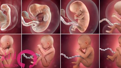 مراحل تكوين الجنين