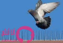 مكافحة الحمام