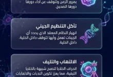 كيف تؤدي الشيخوخة إلى فقدان الخلايا لهويتها وتآكل التنظيم الجيني بدلاً من مجرد التلف التراكمي.